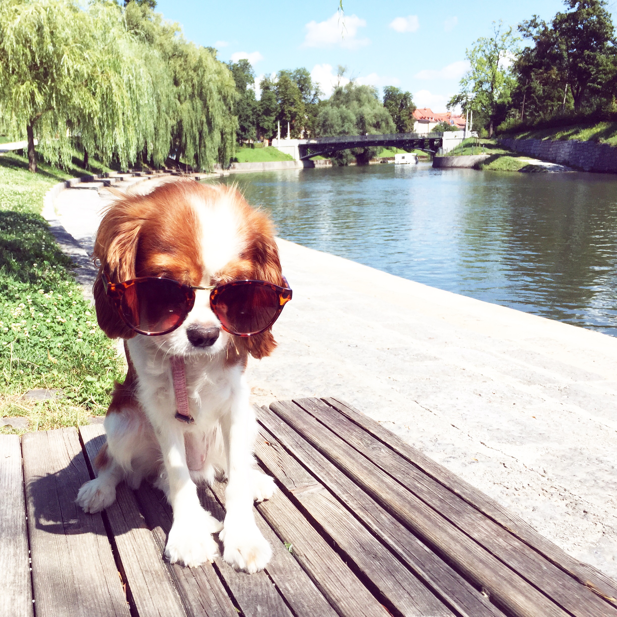 Ljubljana is the town that dog owners adore - dogs friendly town.