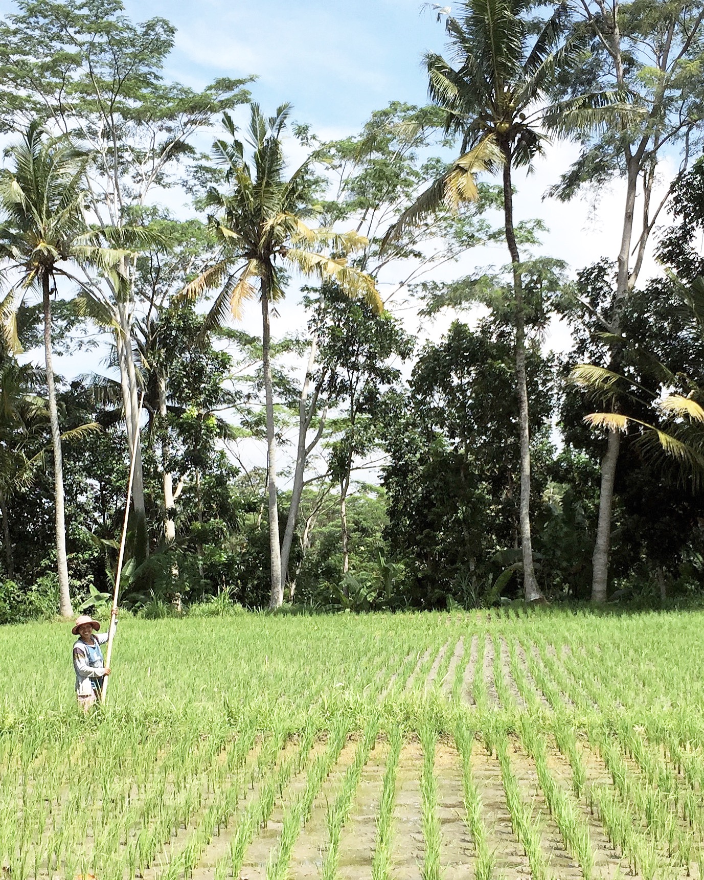 Rice / paddy fields near downtown Ubud.