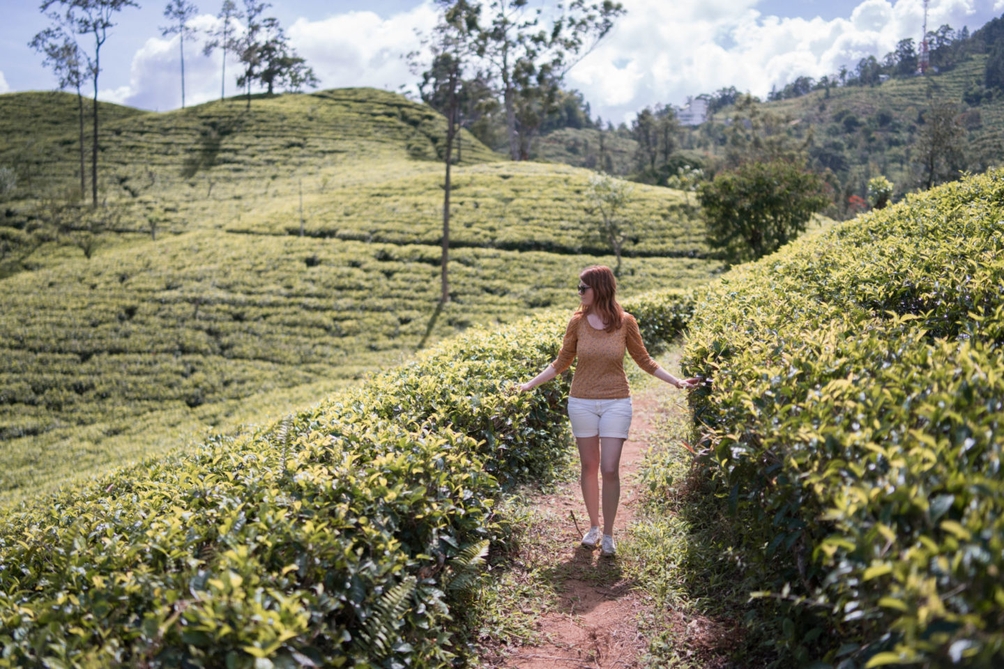 Nuwara Eliya, Sri Lanka. Ceylon tea is world famous and this region is the haven of tea plantations.