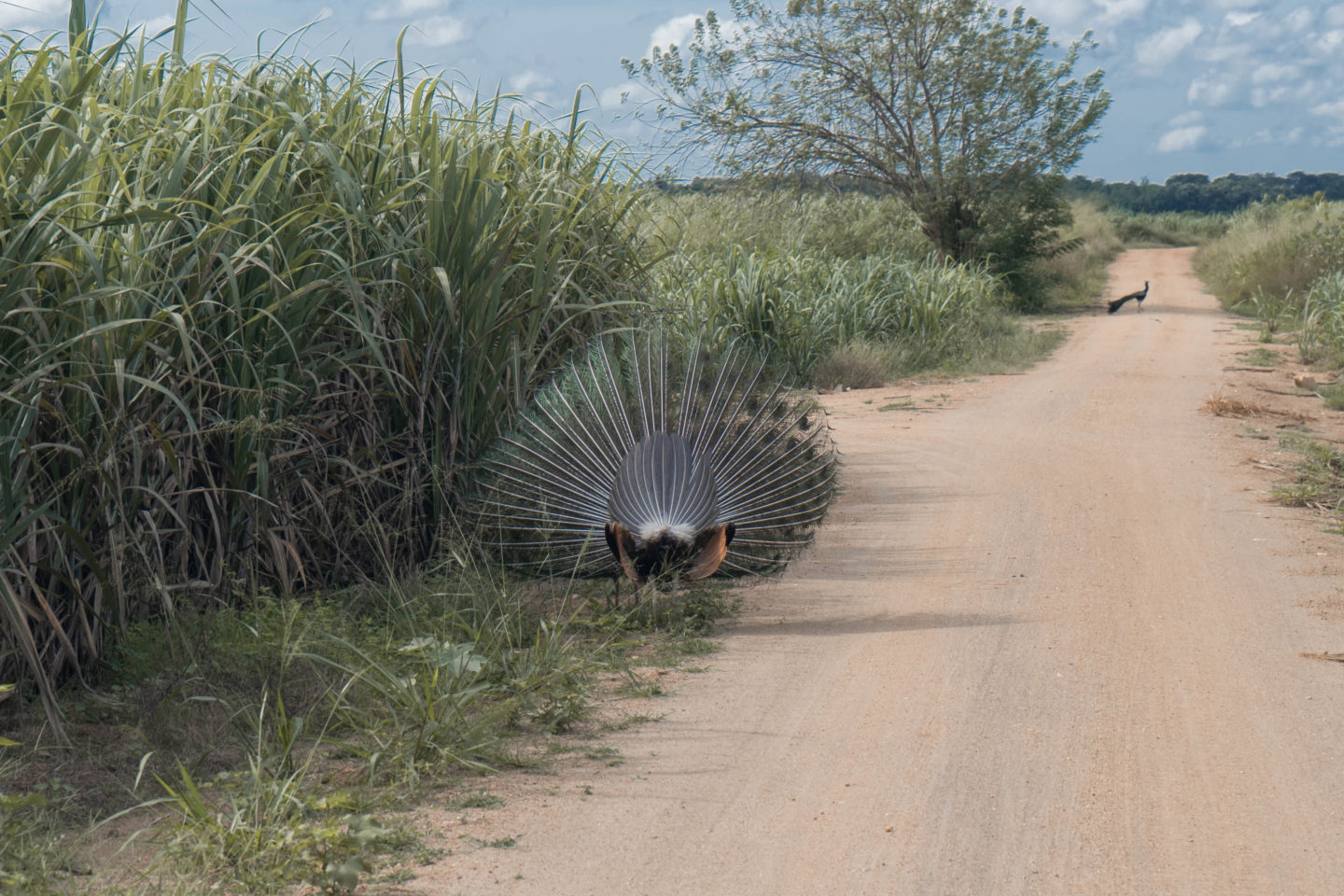 Safari Of Your Life In Udawalawe National Park Andshexplores