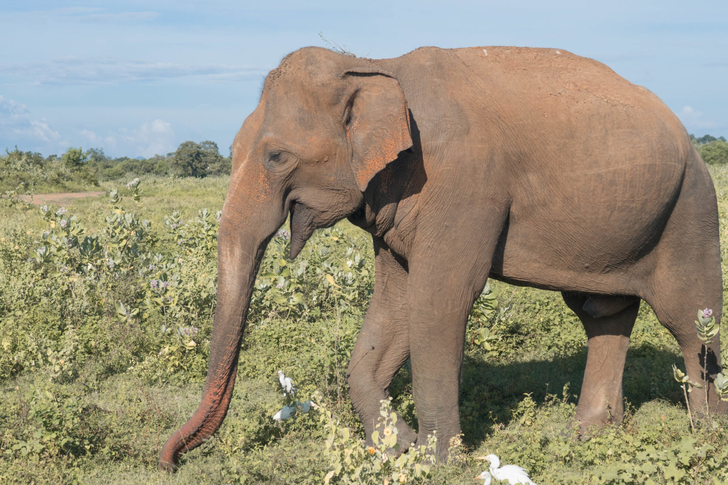 safari-wild-elephant-udawalawe-close