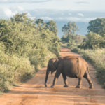 safari-wild-elephant-udawalawe-crossing