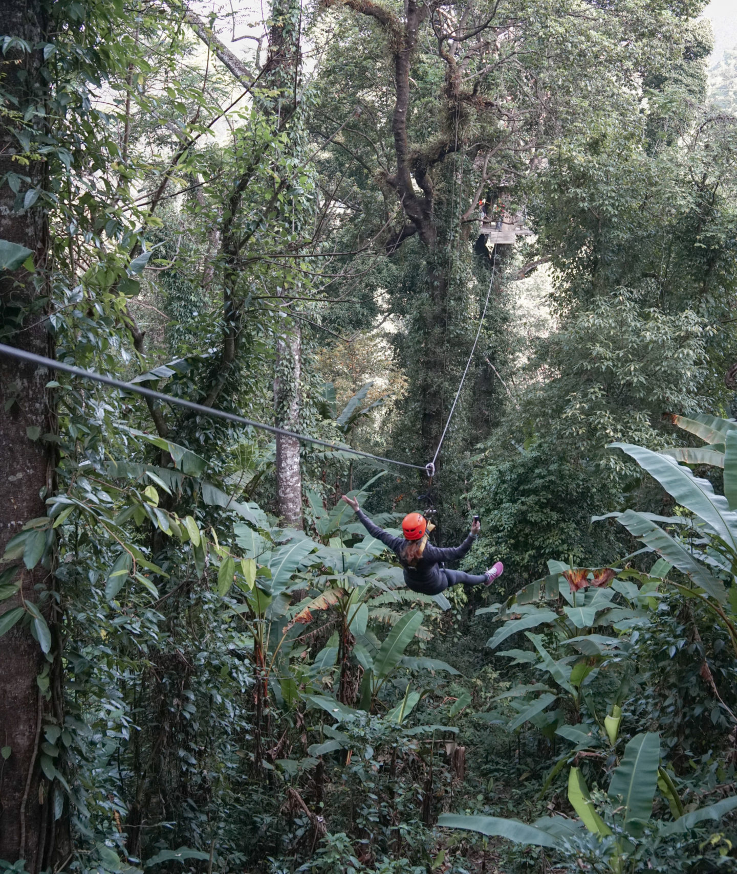 flight of the gibbon andshexplores zipline chiang mai