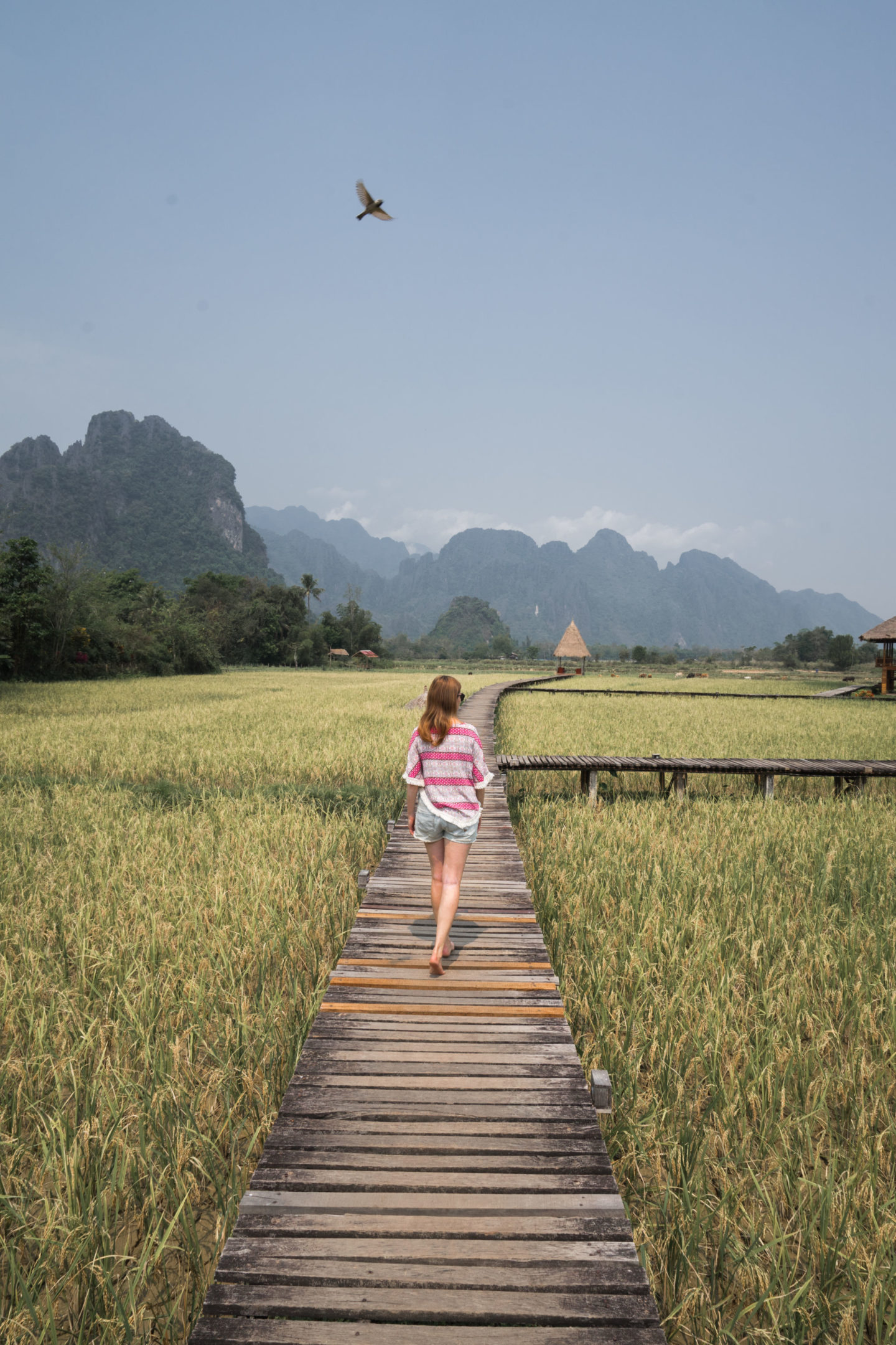 Rice terraces. Vang Vieng Hidden Gems.