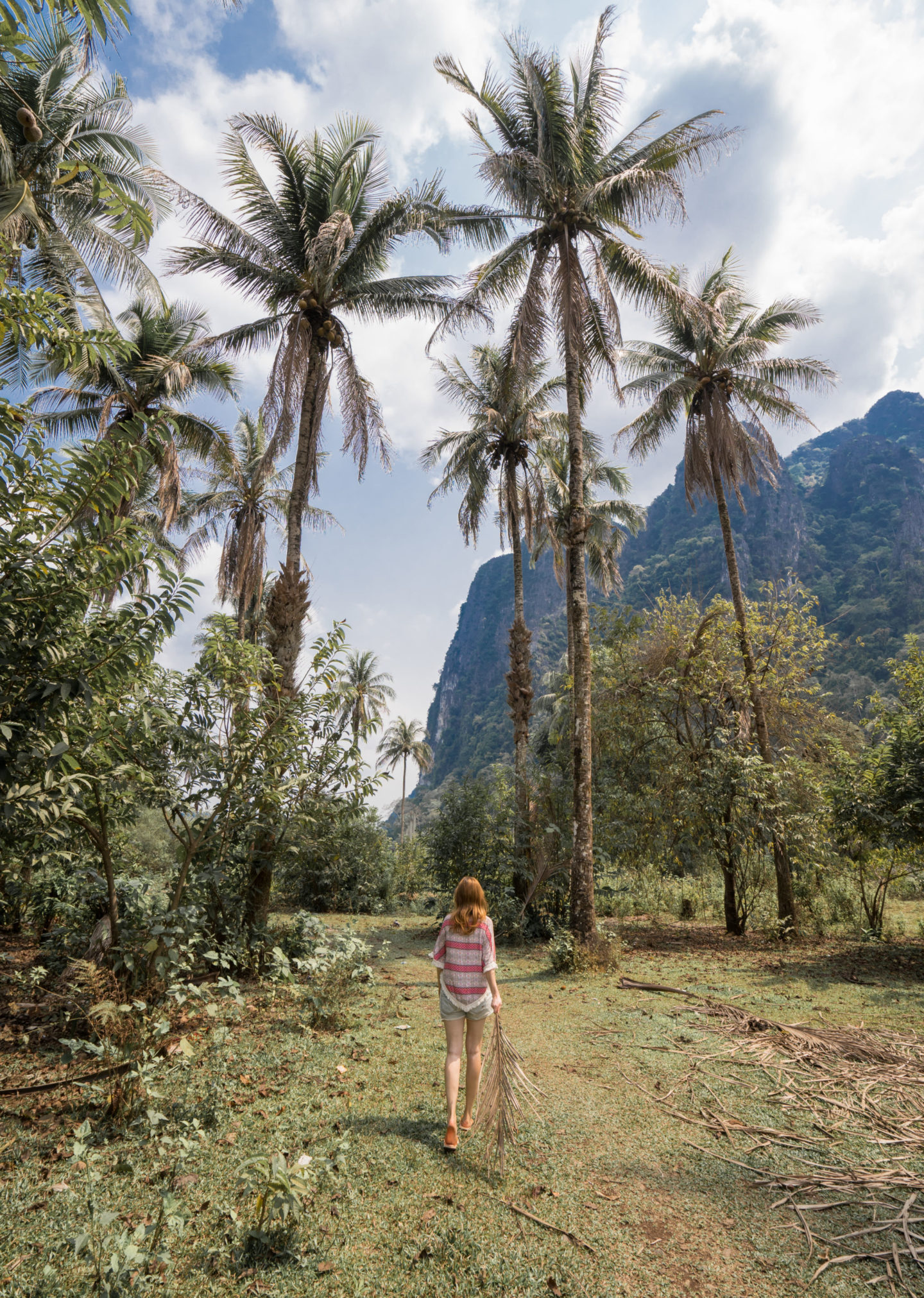 palm trees in vang vieng laos