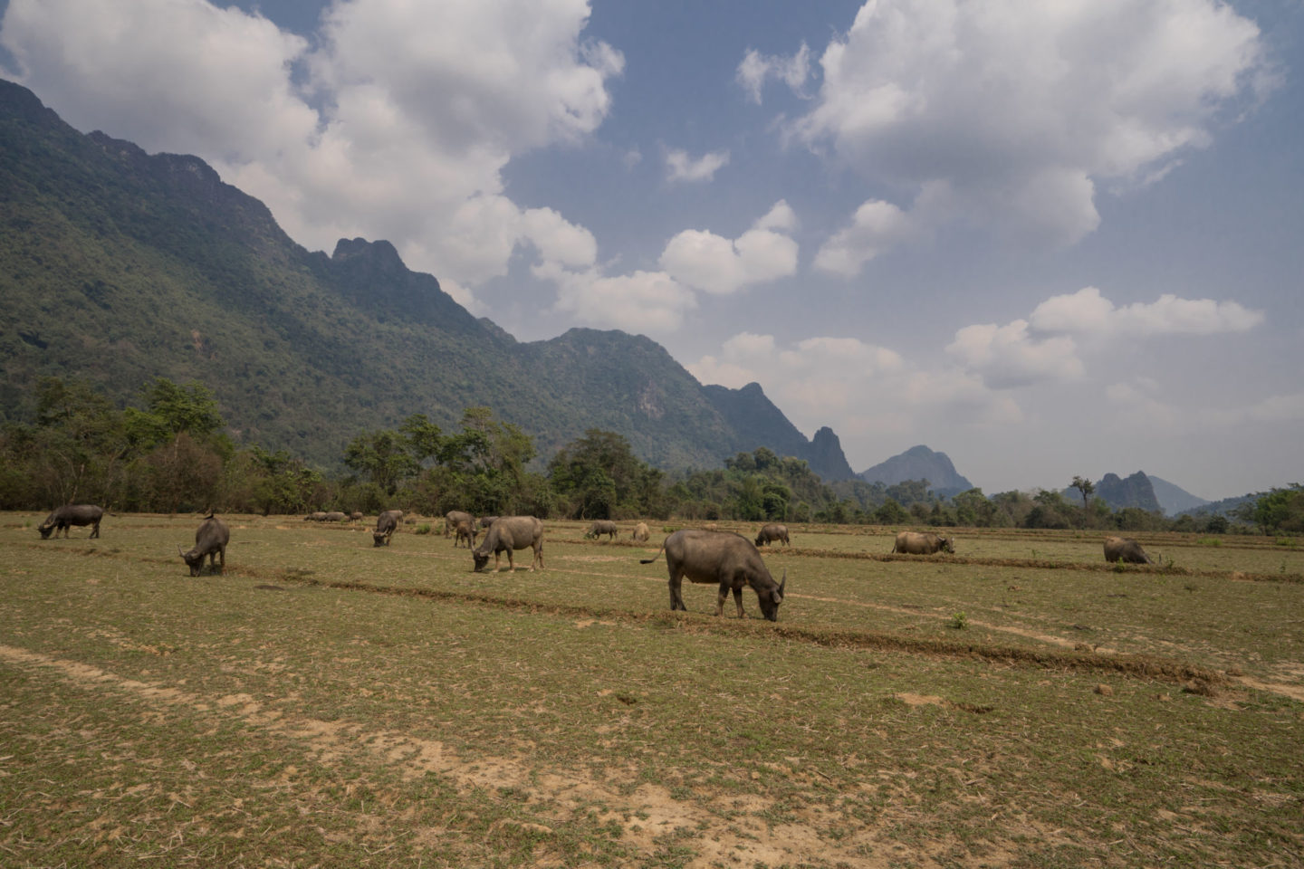 rice terraces vang vieng laos