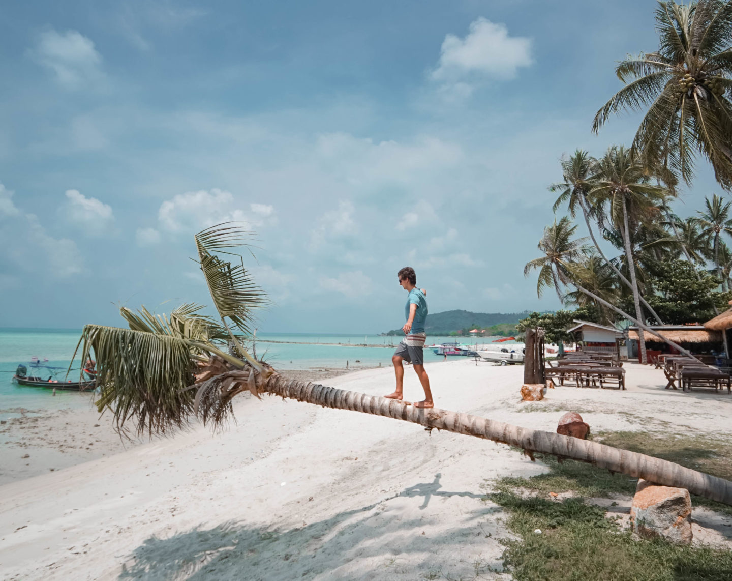 climbing palm trees in koh samui thailand