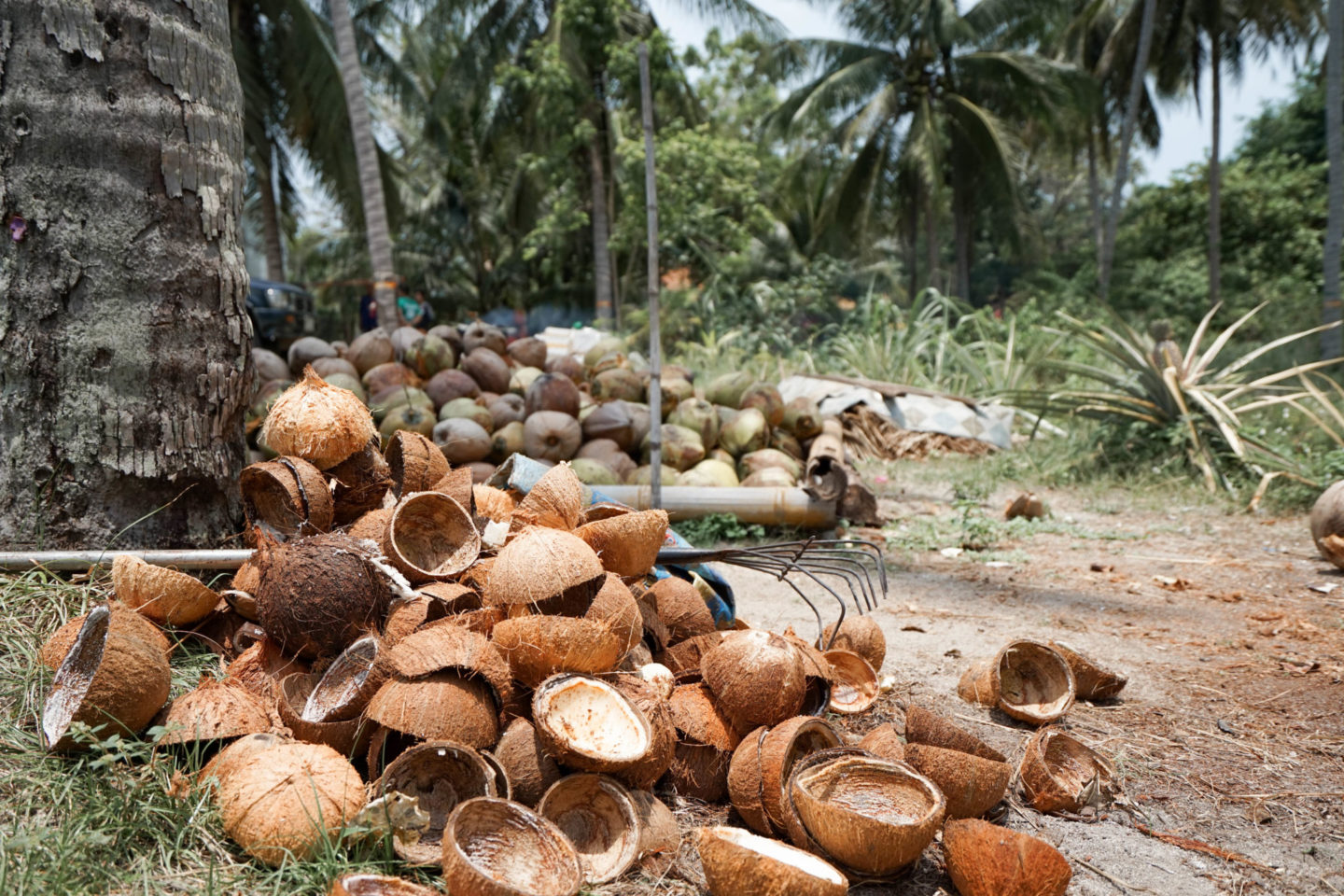 palm trees and coconuts on koh samui thailand