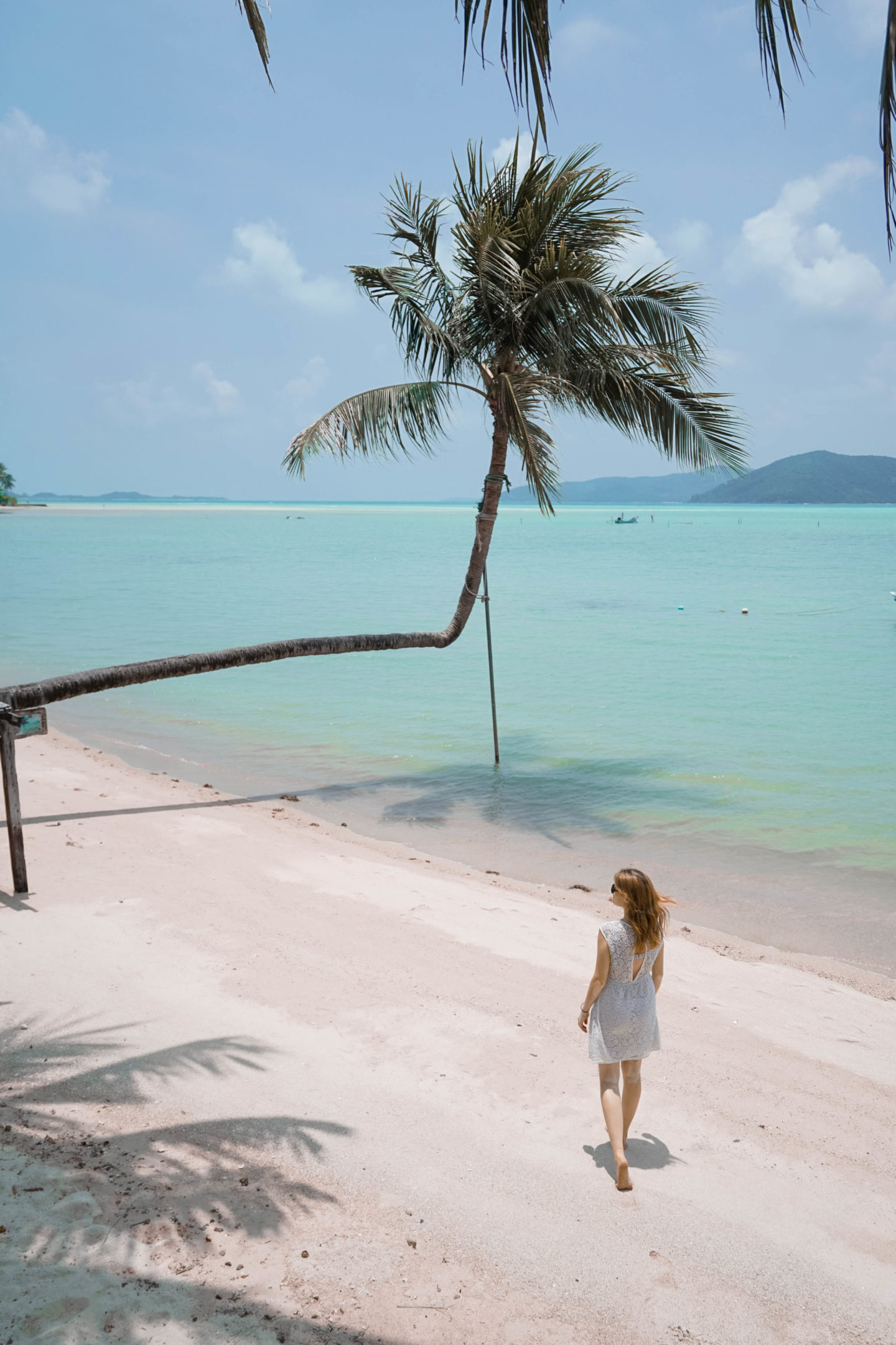 Koh Samui Palm Trees: The Walking Palm tree 