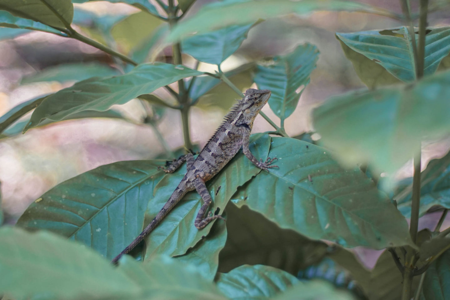 chameleon khao sok national park