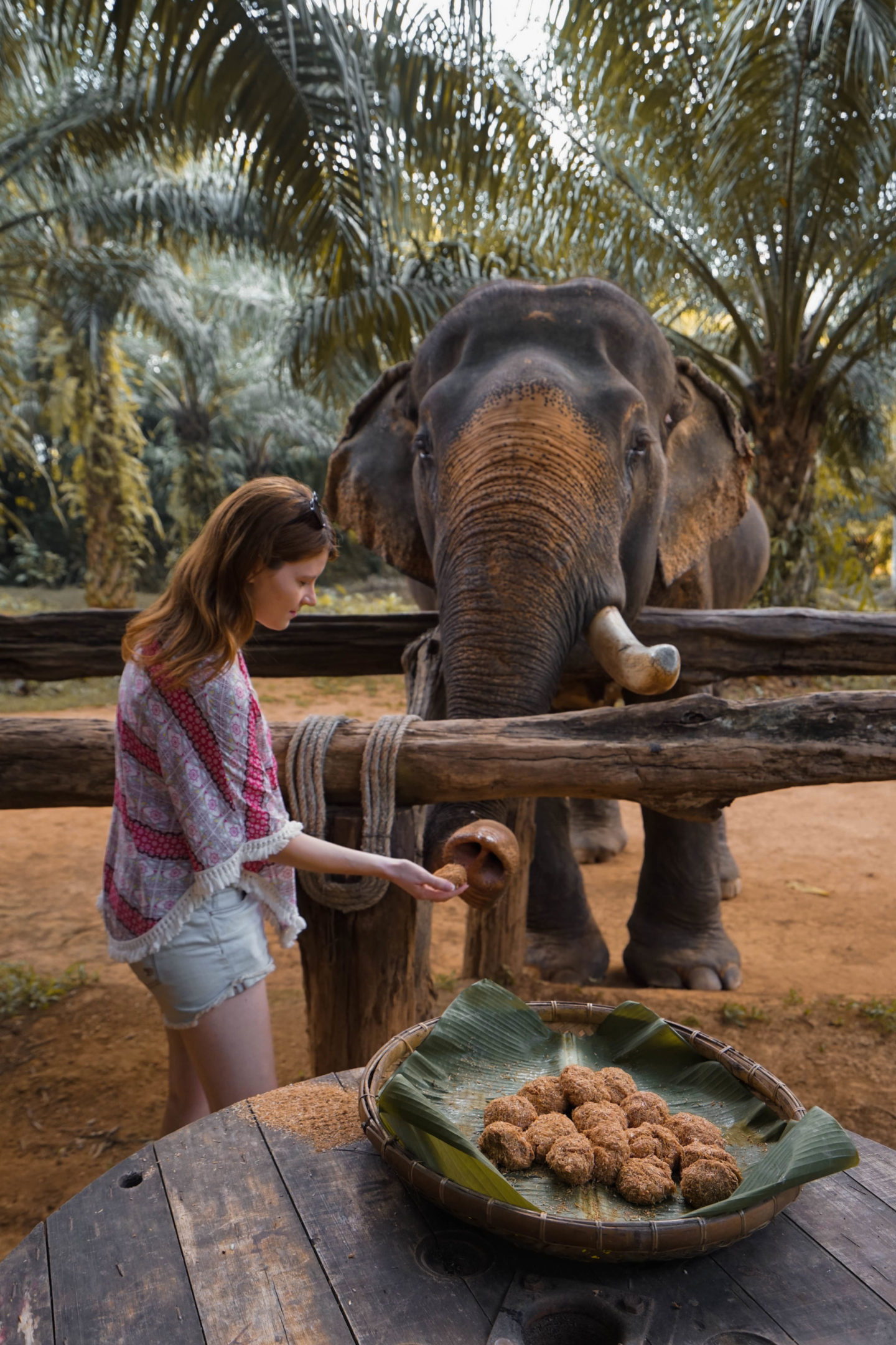 rescued elephant khao sok national park