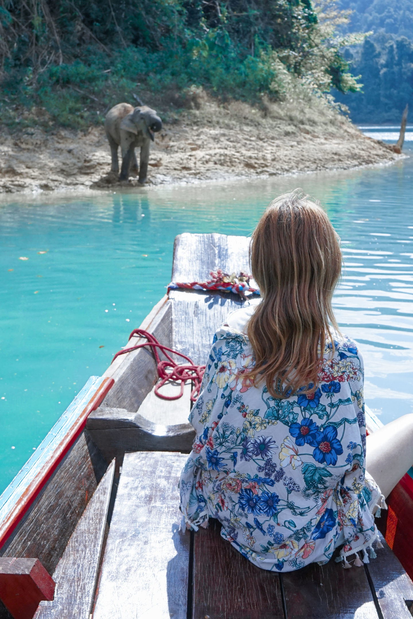 wild elephant in khao sok cheow lan lake