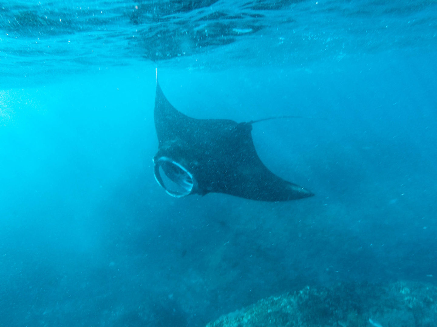 Nusa Penida: Escaping the Crowds - Mantas