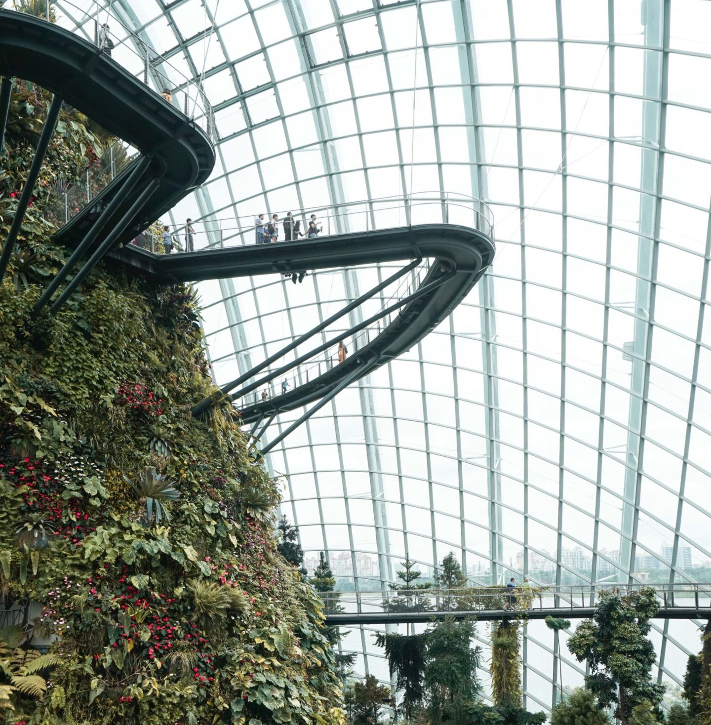 what to do in Singapore when it's raining - Cloud Forest