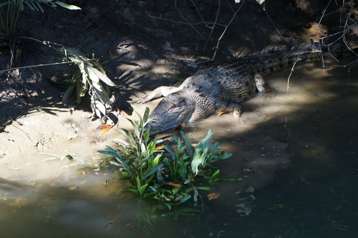 Tropical North Queensland highlights - crocodiles