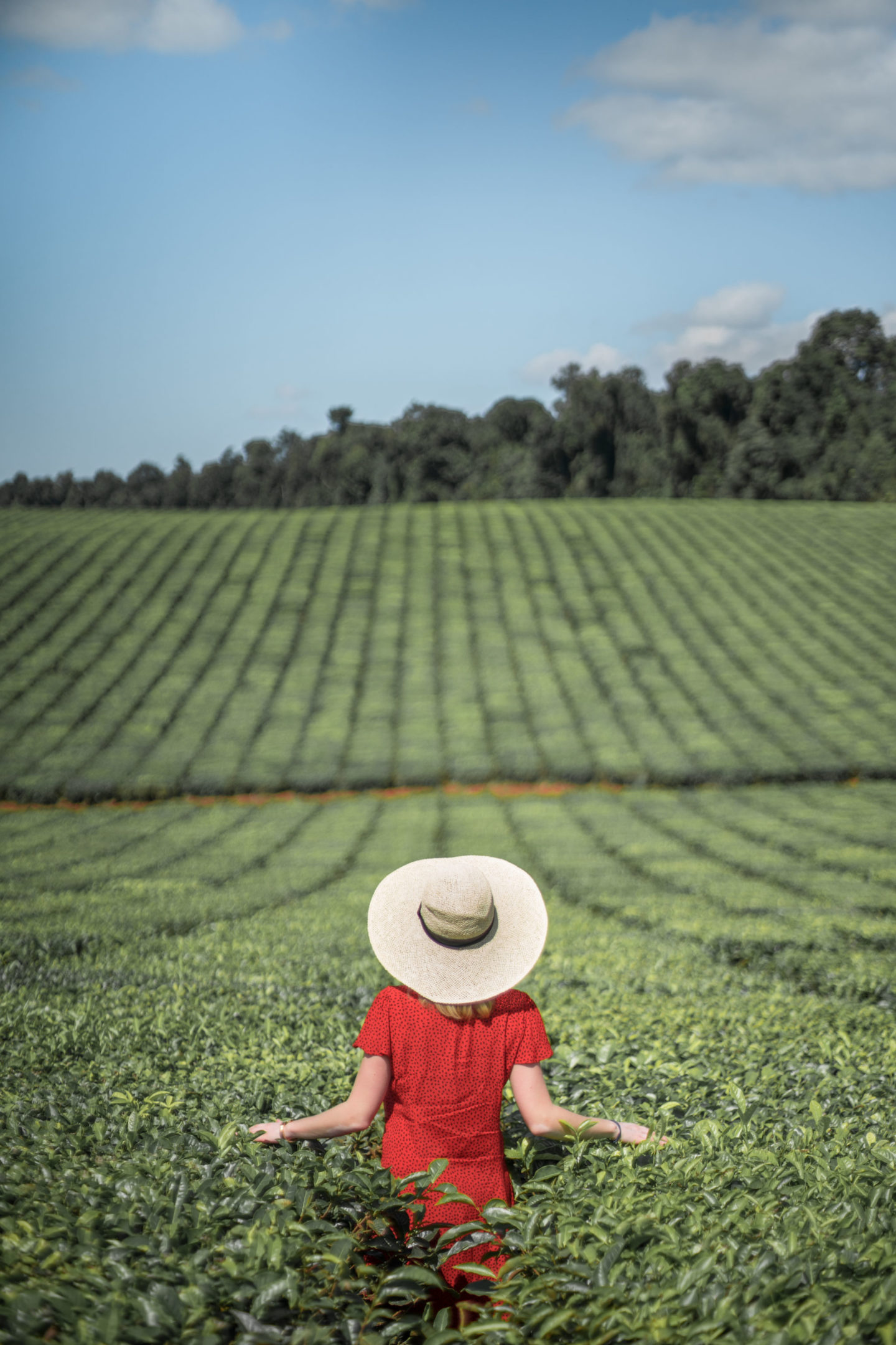 Tropical North Queensland highlights - Nociferia tea plantations